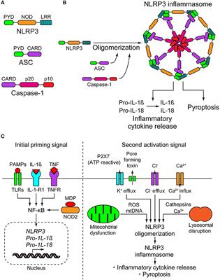 Auditory and Vestibular Characteristics of NLRP3 Inflammasome Related Autoinflammatory Disorders: Monogenic Hearing Loss Can Be Improved by Anti-interleukin-1 Therapy